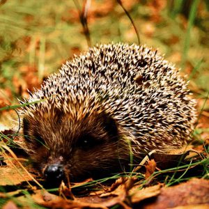 hedgehog