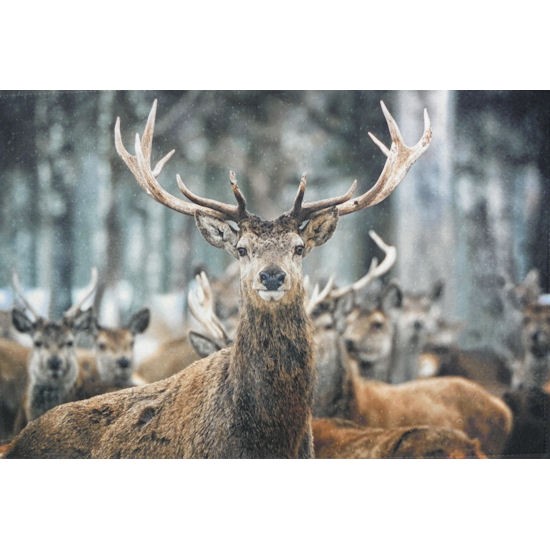 deer