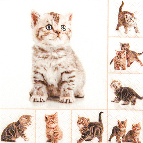 meow