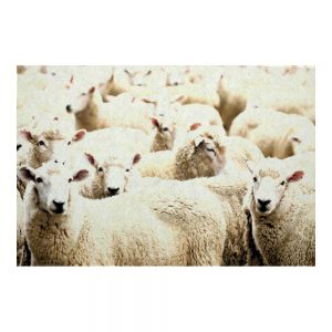 sheep