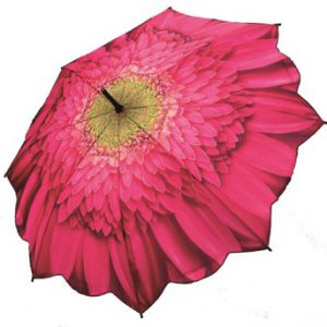 gerbera
