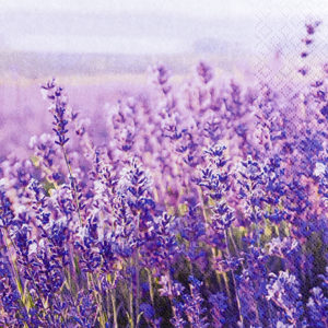 lavender field