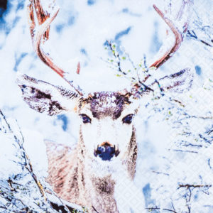 stag in snow